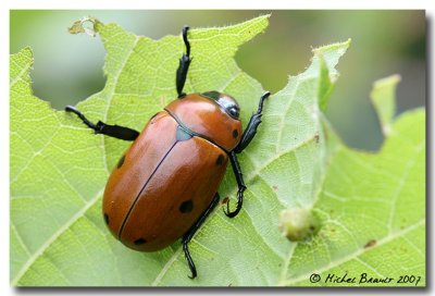 Hanneton - June Beetle