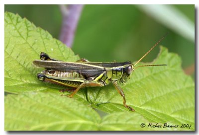 Sauterelles - Grasshoppers