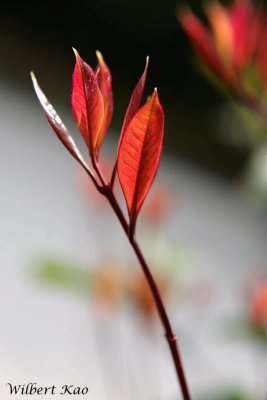IMG_2234.jpg