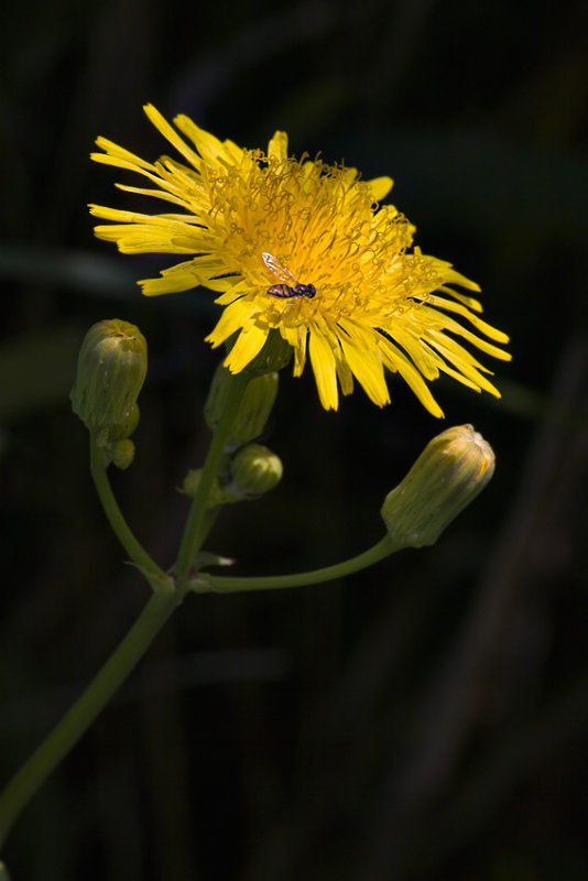 Yellow Hawkweed and Fly