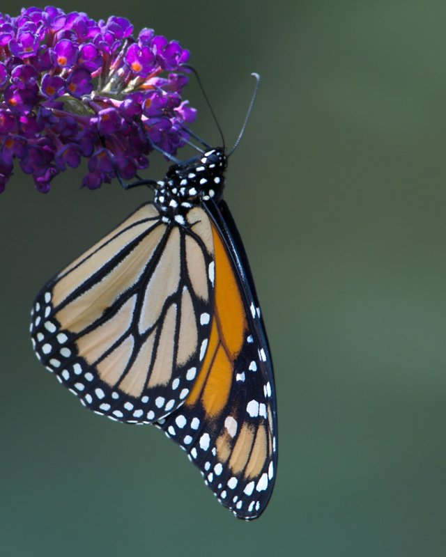 Monarch