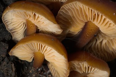 Winter Mushrooms with Web
