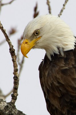 Eagle Vertical Portrait