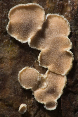 Hophornbeam Disc