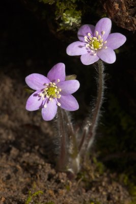 Hepatica