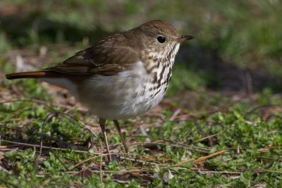 Hermit Thrush