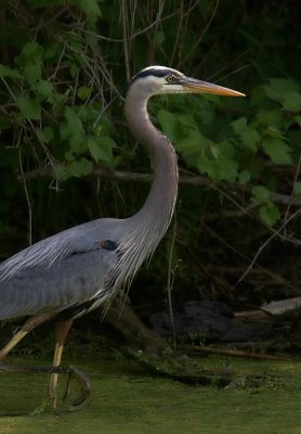 Great Blue Heron Portrait