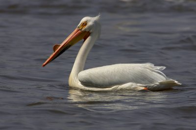 Pelican