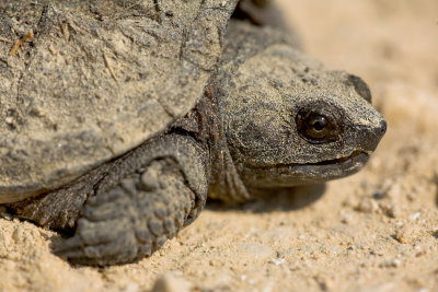 Snapping Turtle, Youngster