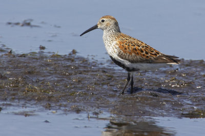 Dunlin