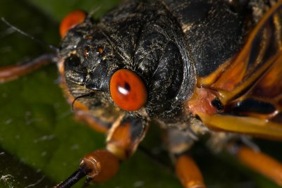 Periodical Cicada Portrait
