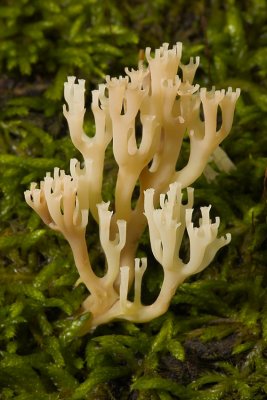 Crowned-tipped Coral