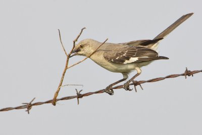 Northern Mockingbird with Nest Material