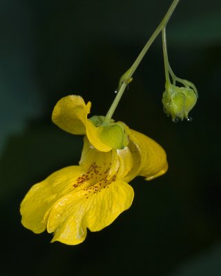 Jewelweed