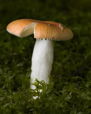 Russula and Marsh Fly