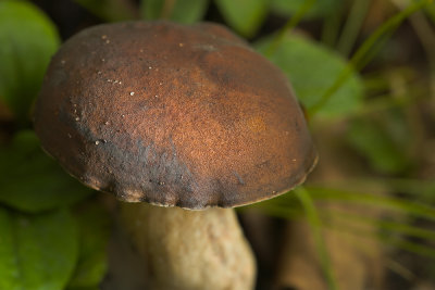 Bolete Cap