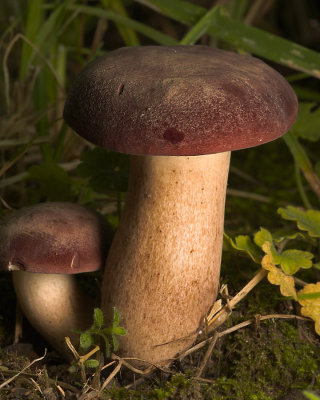 Bolete