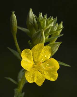 Evening Primrose