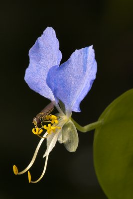 Fly and Dayflower