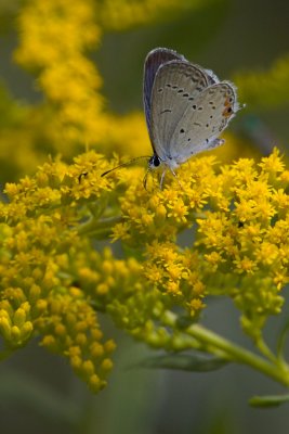 Eastern Tailed-Blue and Goldenrod