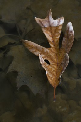 Drifting Oak Leaf
