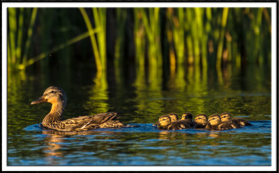 Mallard Hen and Chicks