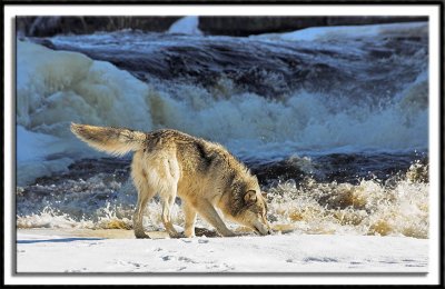 Wolf #11