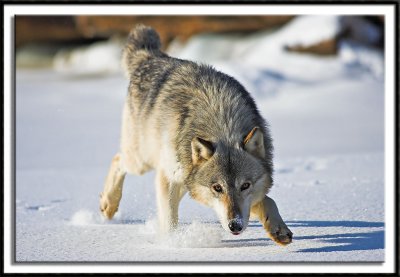The Minnesota Wildlife Connection - Winter 2005