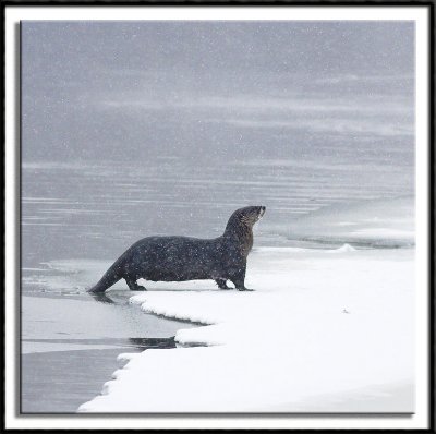 River Otter on a Snowy Day