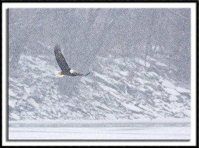 Snowstorm Flight