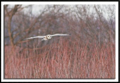 Short-Eared Owl In Flight #2