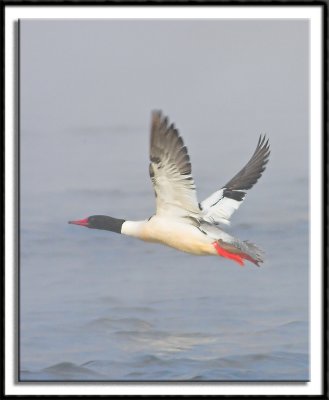 Male Common Merganser In Flight