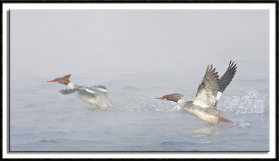 Female Common Mergansers In Flight