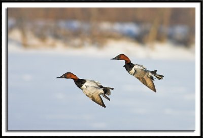 Synchronized Flight