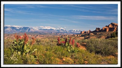 Wildflowers and the La Sal Mountains
