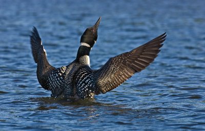 Excited Loon