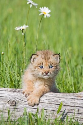 Baby Lynx 2