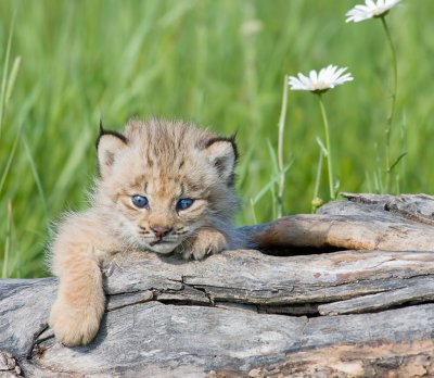 Baby Lynx 3