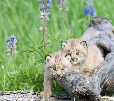 Playful Lynx Kittens