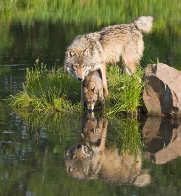 Wolf Pup Drinking