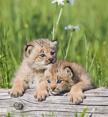 Baby Lynx 4