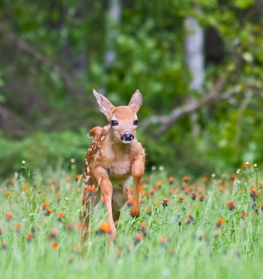 Fawn Romping Through Meadow