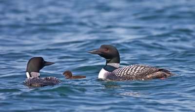 Loon Family