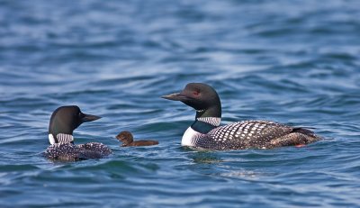 Loon Family