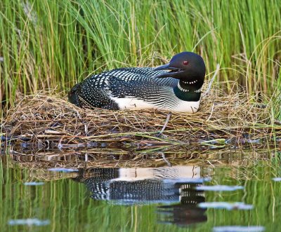 Nesting Loon