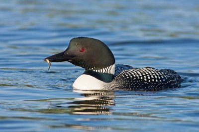Loon With Snack