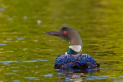 Shore Birds, Waterfowl and Such