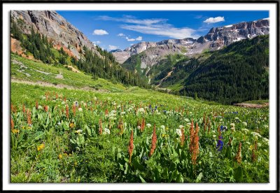 Summer Wildflowers of Colorado's San Juan Mountains