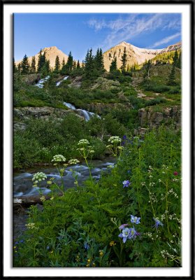 Wildflowers and Sneffels Creek