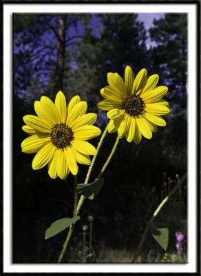 Wildflowers